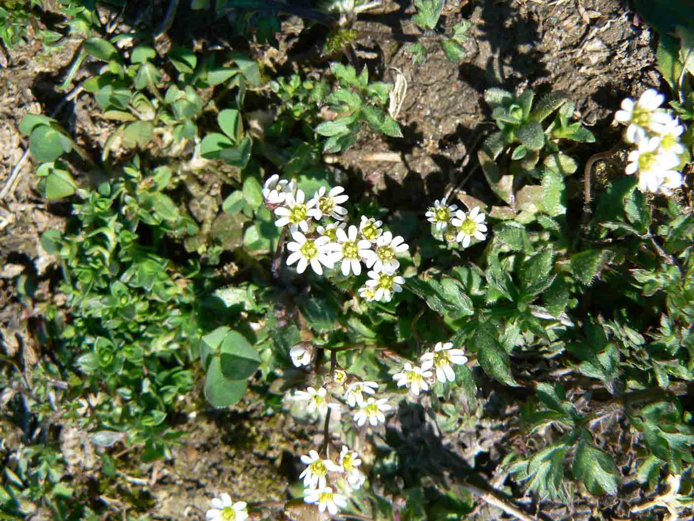 Erophila verna s.l.